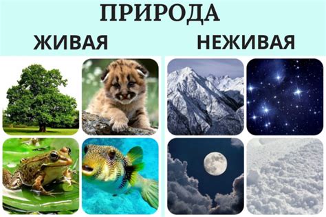 Живая природа и неживая в масштабе планеты