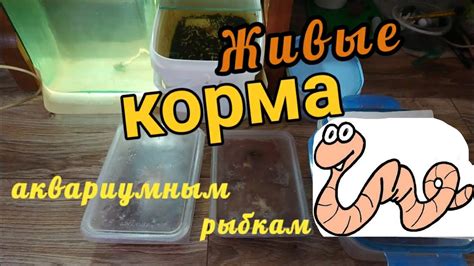 Живые корма