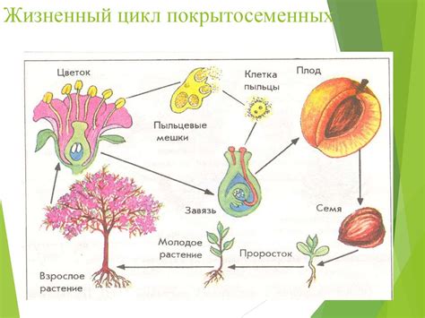 Жизненный цикл