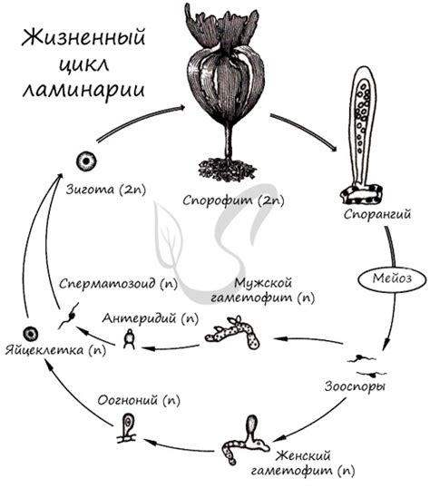 Жизненный цикл ламинарии