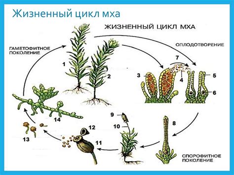 Жизненный цикл улиток и слизней