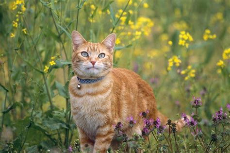 Жизненный этап кошки и его влияние на выбор корма