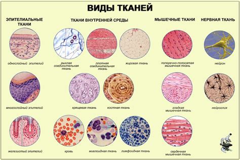 Жировая ткань: все, что нужно знать (6 класс биология)