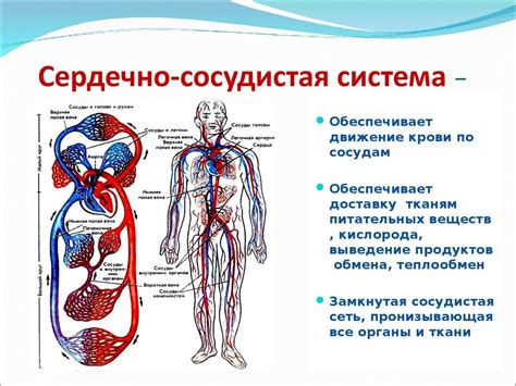 Жировой метаболизм и сердечно-сосудистая система