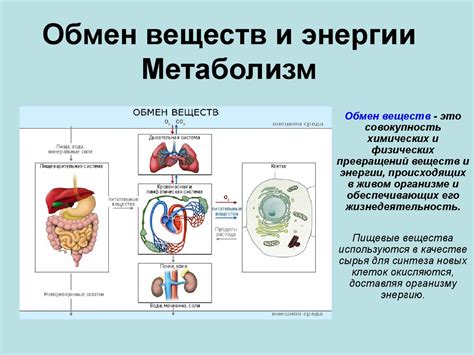 Жиры и обмен веществ