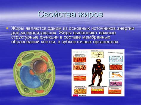 Жиры - важные энергетические и структурные компоненты