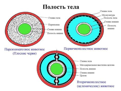 Заболевания первичной полости тела: