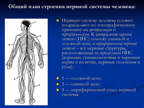 Задачи нервной системы