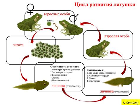 Задержка развития животных