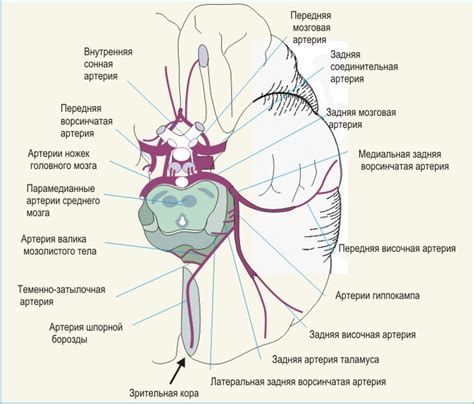 Задняя сетчаточная артерия и ее функции