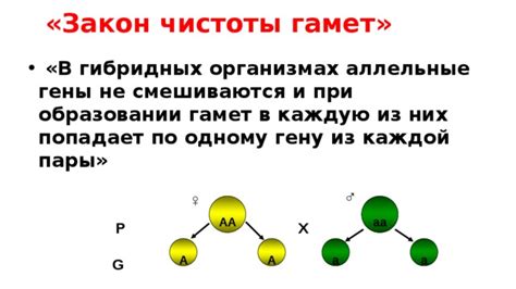 Закон чистоты гамет и его значение для сохранения генетической целостности