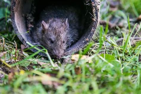 Запахи, от которых грызуны чувствуют опасность