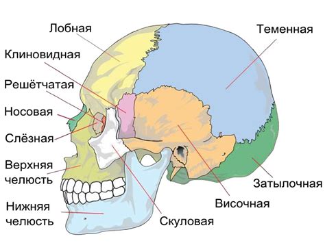 Зачем нужны непарные кости черепа и какие кости к ним относятся