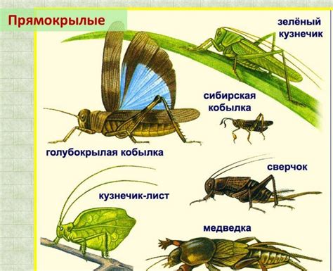 Зачем сверчку нужны крылья?