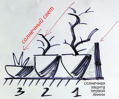 Защита корней растений опилками от перегрева