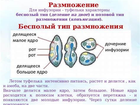 Защита малого ядра у инфузории туфельки