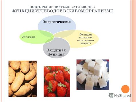 Защитная функция углеводов