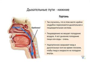 Защитные механизмы трубки в горле от попадания пищи в дыхательные пути