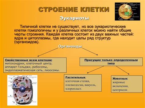 Защитные механизмы ядра эукариотной клетки