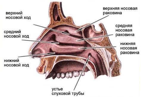 Защитные функции носа