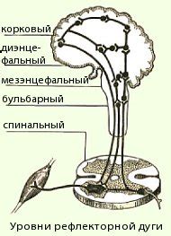 Звеньями рефлекса 4 класс