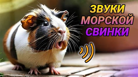 Звуки морских свинок: секреты их понимания