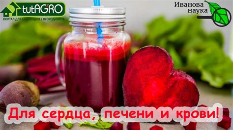 Здоровая питательность для крови