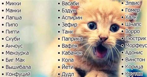 Знаки ревности кота к котёнку