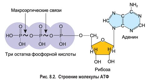 Значение амф в биологическом мире