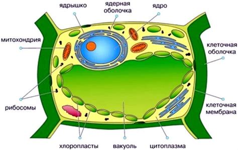 Значение вакуоли в клетке