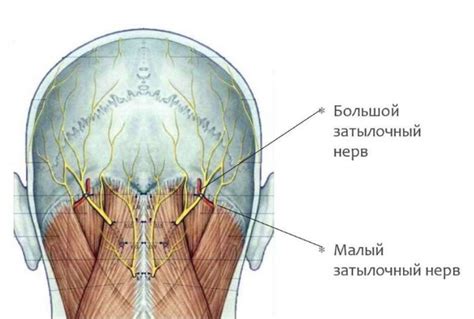 Значение затылочной доли