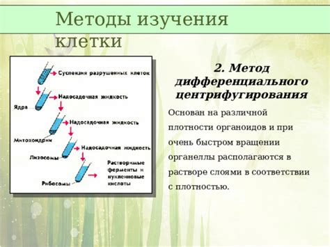 Значение изучения общих и специальных органоидов в науке и медицине