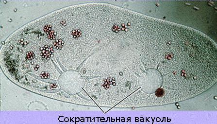 Значение изучения сократительной вакуоли для различных областей науки