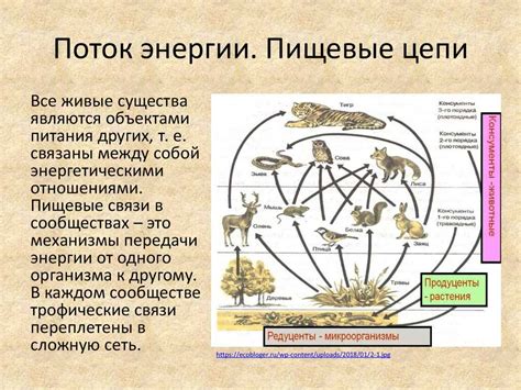 Значение индивида в экосистеме