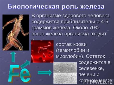 Значение и влияние скрытого железа на организм