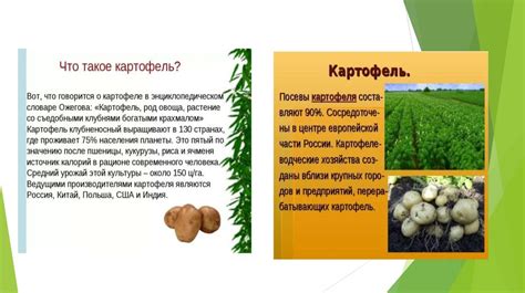 Значение картофеля для улучшения пищеварения