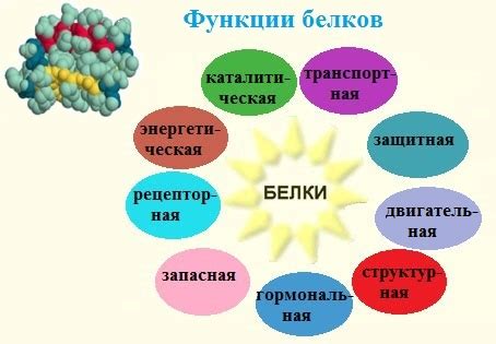 Значение каталитической функции в организме