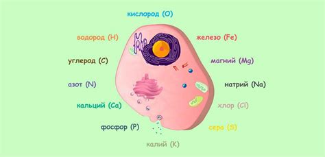 Значение клеток для здоровья