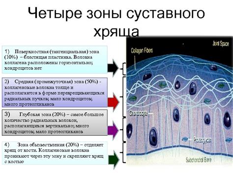 Значение коллагена в регенерации суставного хряща