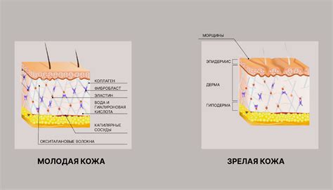 Значение коллагена для кожи