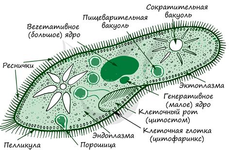 Значение малого ядра для инфузории туфельки