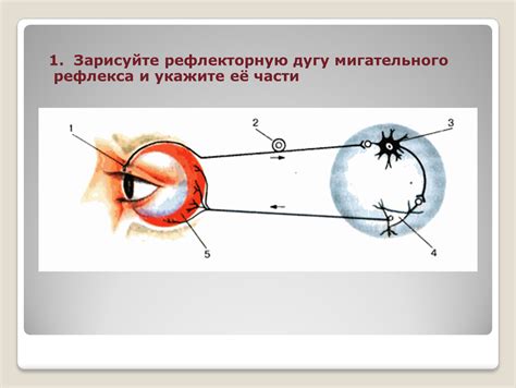 Значение мигательного рефлекса