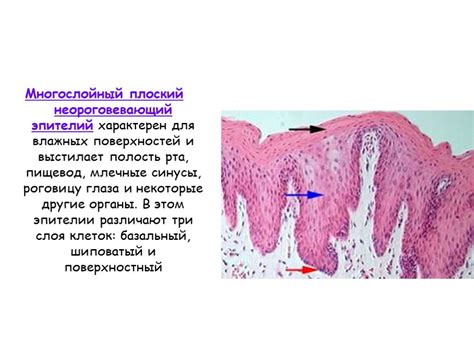 Значение многослойного плоского неороговевающего эпителия для организма