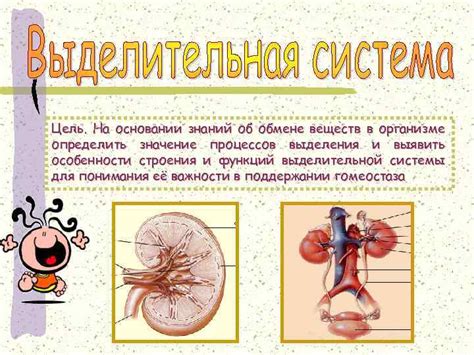 Значение надпочечников в обмене веществ