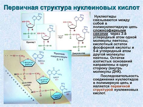 Значение нуклеиновых кислот в синтезе белков