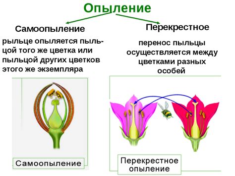 Значение опыления в плодоношении и размножении растений