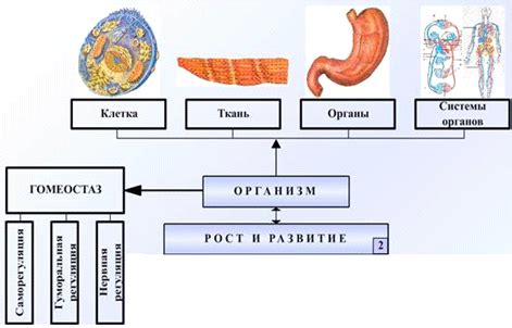 Значение органов в организме