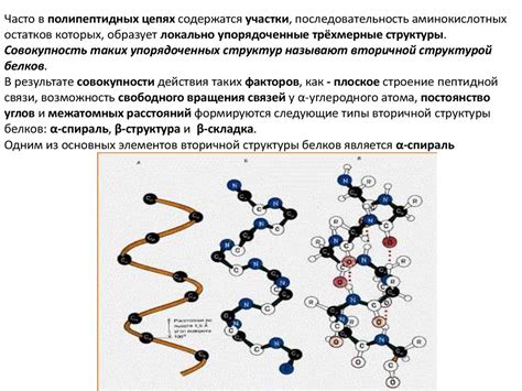 Значение первичной структуры для свойств белков