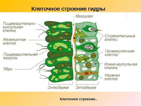 Значение пищеварительных клеток энтодермы