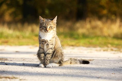 Значение подобрать кошку с улицы в сновидении